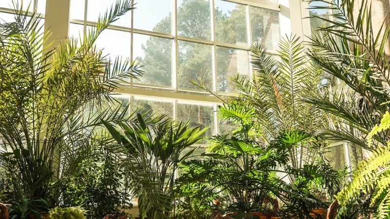 How Biophilic Design Can Benefit Your Health and Well-being: Custom Homes with Nature-inspired Elements