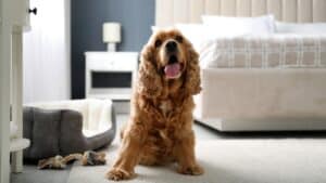 Ideal Custom Homes: How to Make Your Home Pet-Friendly for Your Furry Friends and Increase Home Value